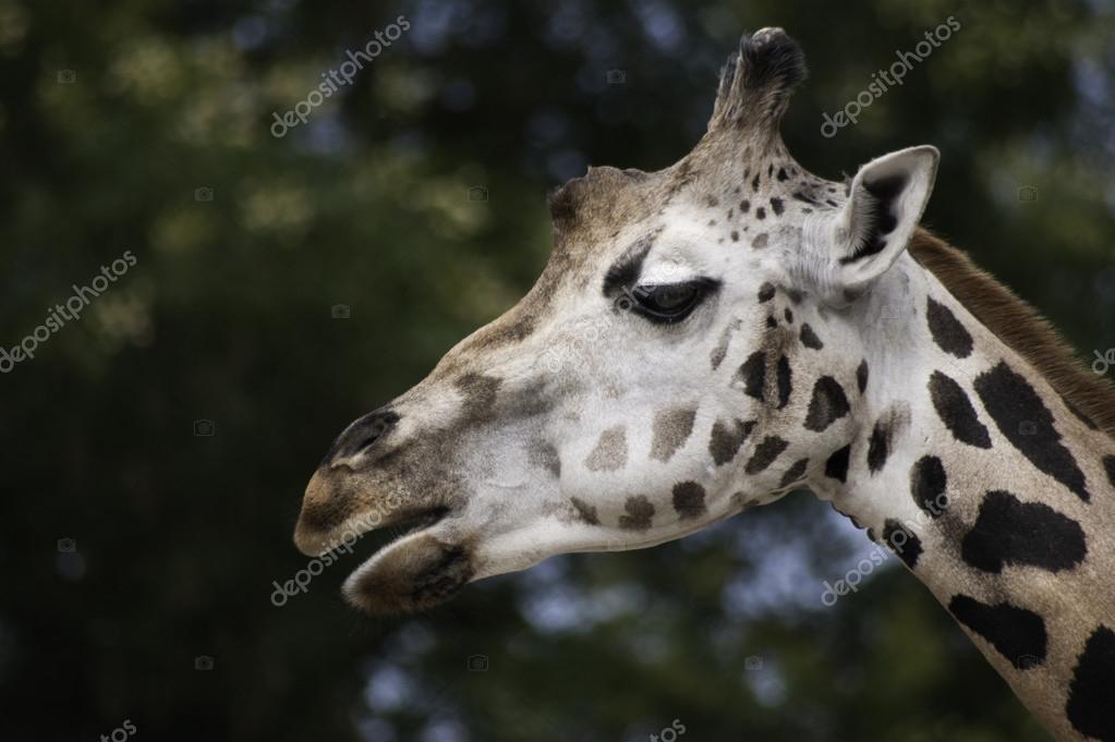 West African Giraffe Close Up Stock Photo 37874505 West African Giraffe Close Up Stock Photo 37874505