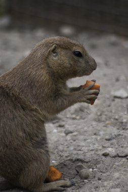 siyah-kuyruk bozkır köpek yemek