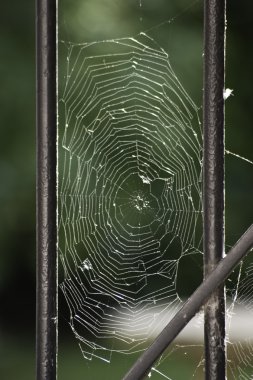 Örümcek Ağı
