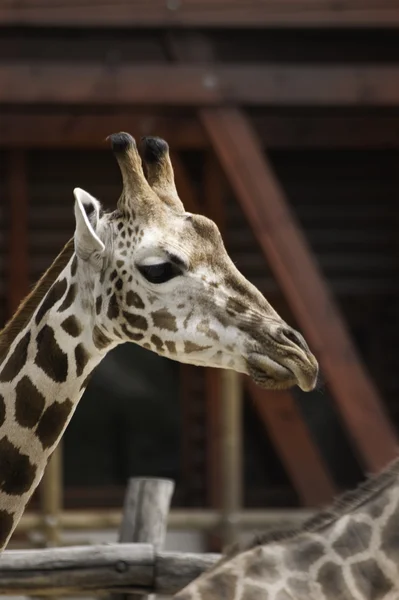 African giraffe — Stock Photo, Image