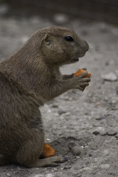 siyah-kuyruk köpek eating