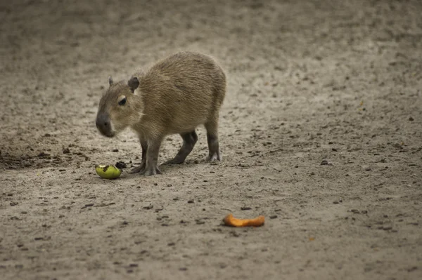Capybara comiendo frutas — Foto de Stock