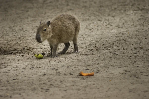 Capybara comiendo verduras — Foto de Stock