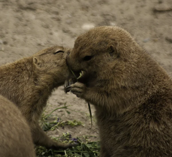 Paar van black-tailed prairie honden eten — Stockfoto