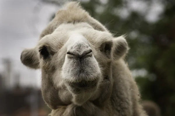 Face of Domesticated Bactrian camel — Stock Photo, Image