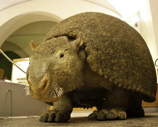 glyptodon üreme bir müzede