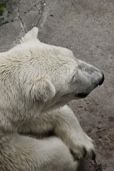 Polar bear resting — Stock Photo, Image