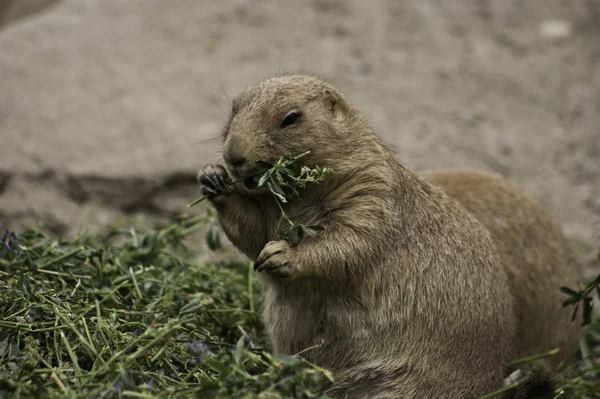 Praire perro comer hierba — Foto de Stock