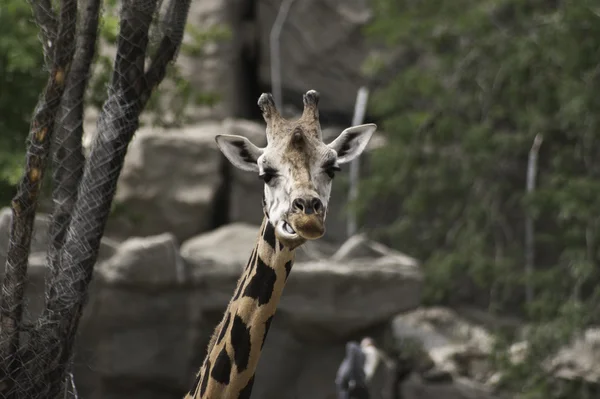 West african giraffe — Stock Photo, Image