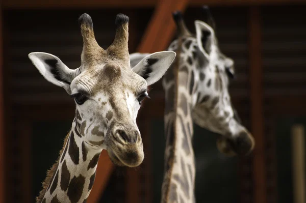 West african giraffes — Stock Photo, Image