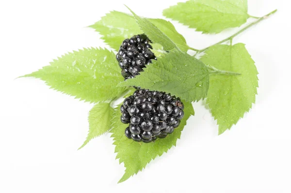 Blackberries — Stock Photo, Image