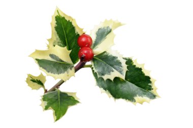 Holly ile kırmızı dut