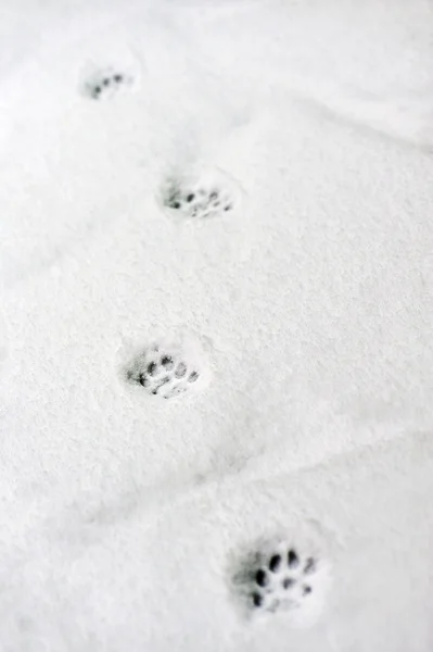 Footprints — Stock Photo, Image