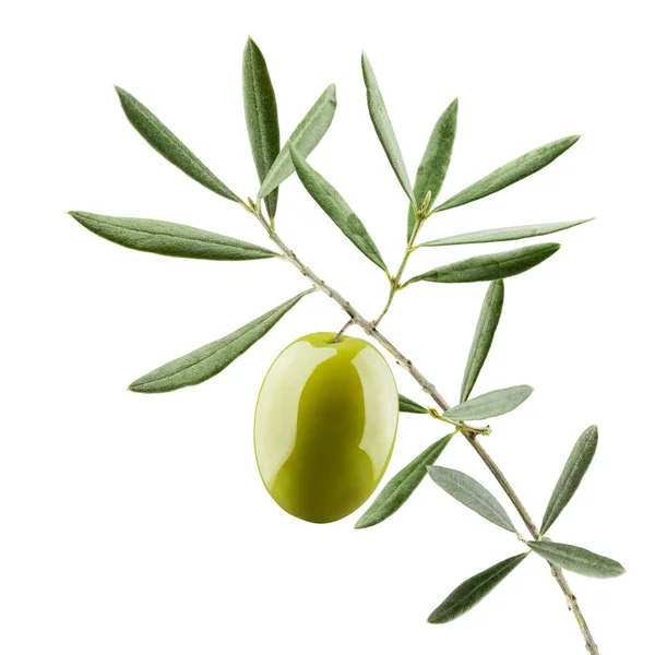 Olive Branch Green Olive Isolated White Background — Stock Photo, Image