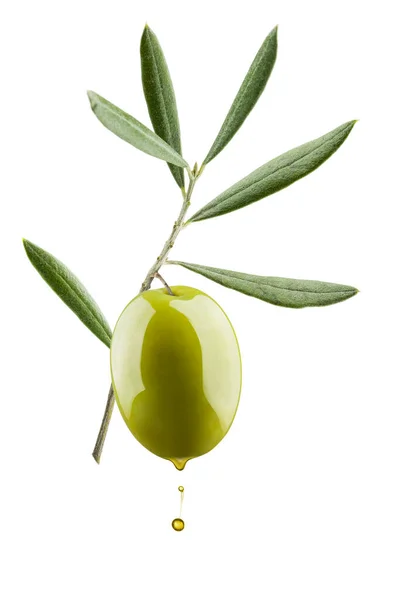 Olive Branch Green Olive Dripping Oil Isolated White Background — Stock Photo, Image