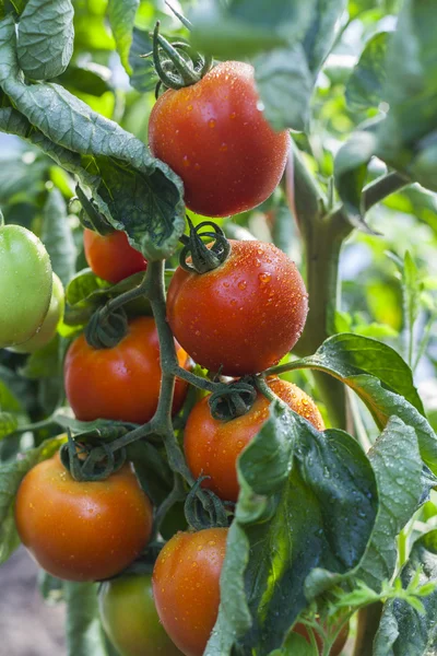 番茄分公司 — 图库照片