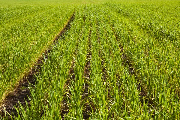 Campos verdes — Fotografia de Stock