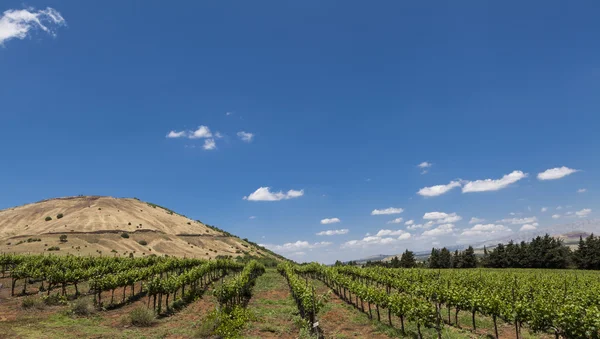 Viñedo — Foto de Stock