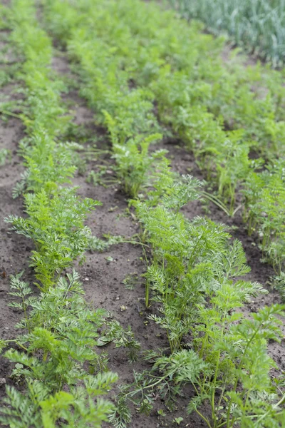 Cenoura jardim — Fotografia de Stock