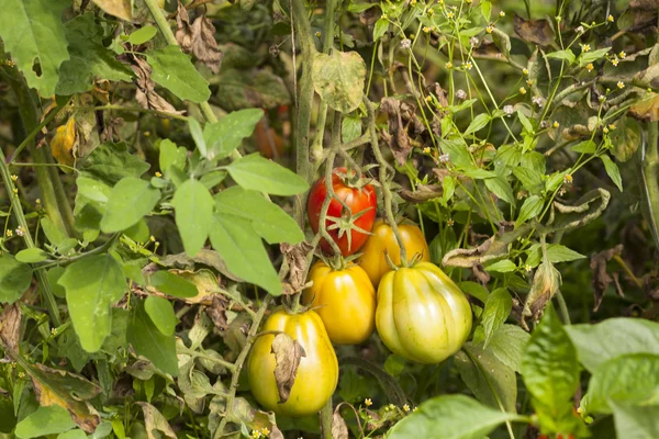 Tomates verdes — Fotografia de Stock