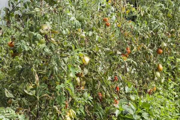 Plantação de tomate — Fotografia de Stock