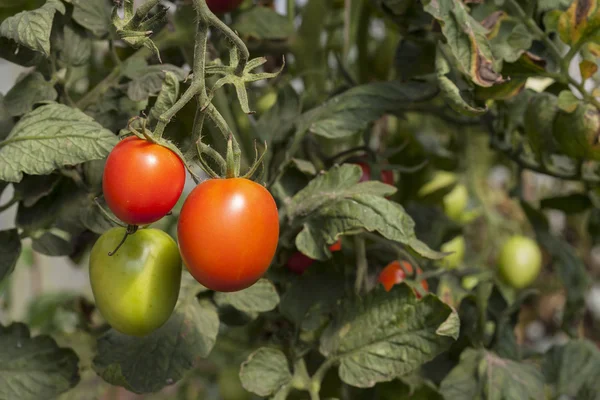 Tomaten — Stockfoto