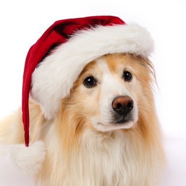 Noel köpek