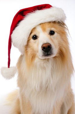 Noel köpek