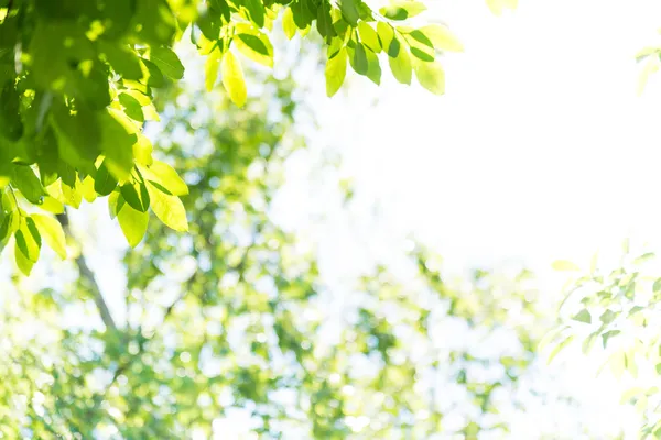 Зелене листя проти яскраве небо — стокове фото