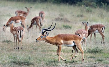 onun karısı gerenuk