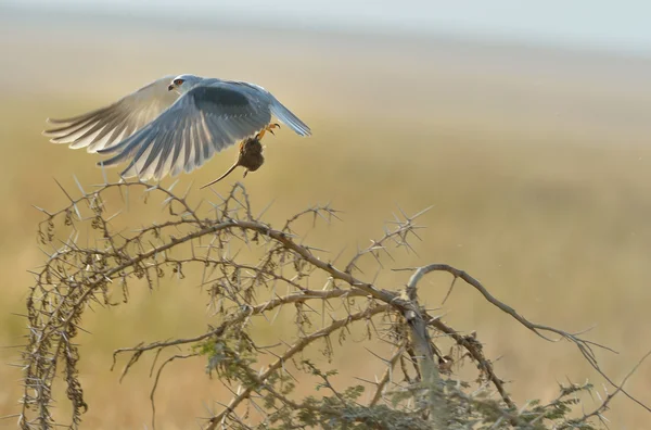 Kara omuzlu çaylak fare yakalamak