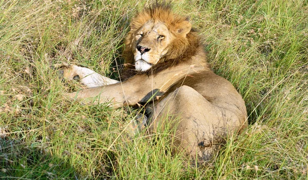 Il leone dorme nell'erba — Foto Stock