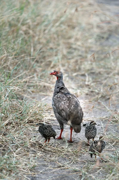 Aves de corral de cuello rojo —  Fotos de Stock