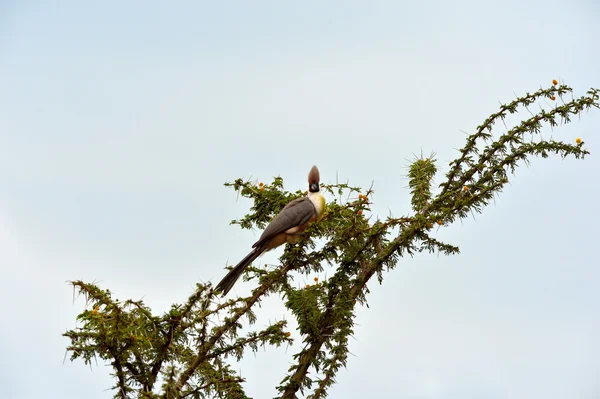 Csupasz arcú Go-away-bird — Stock Fotó