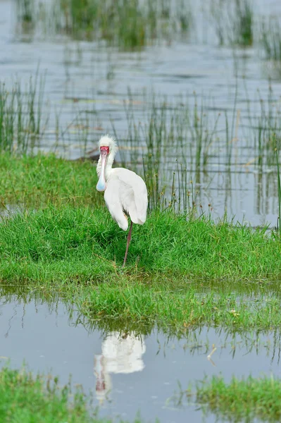 African Spoonbill — Stock Photo, Image