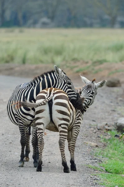 Zebras im Flachland — Stockfoto