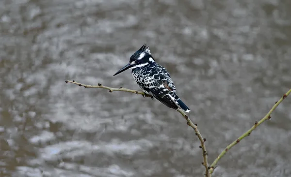 Pied Kingfisher — Stok fotoğraf