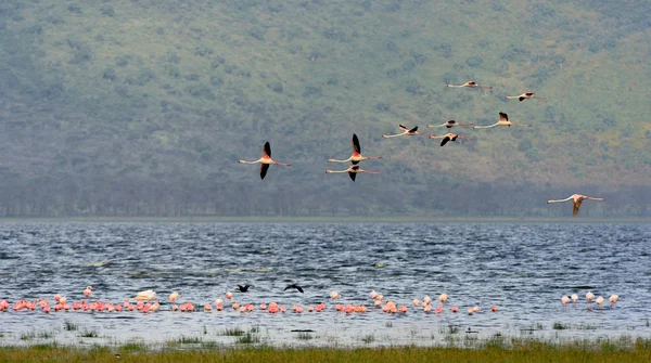 Lesser Flamingos — Stock Photo, Image