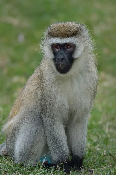 Grüner Affe — Stockfoto