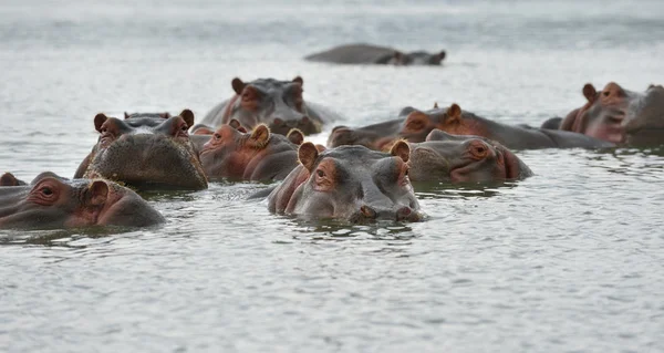 Common Hippopotamuses — Stock Photo, Image