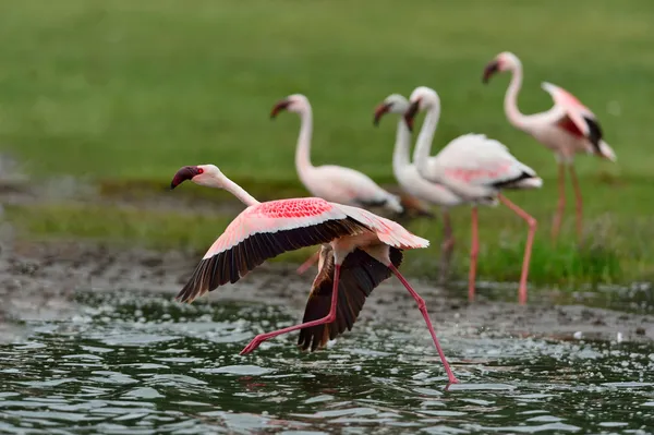 Leser Flamingos — Stockfoto