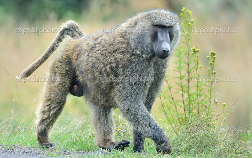Savanna Baboon Stock Photo zixian 12852198 Biology Diagrams