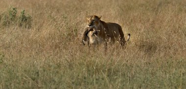 Aslan alıcı dik-dik