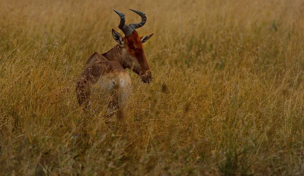 Hartebeest — Stockfoto