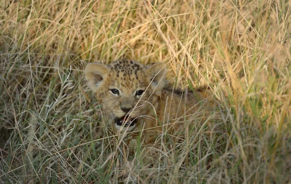 Lion kid — Stock Photo, Image