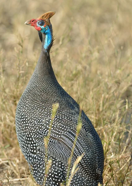 Guineafowl com capacete — Fotografia de Stock