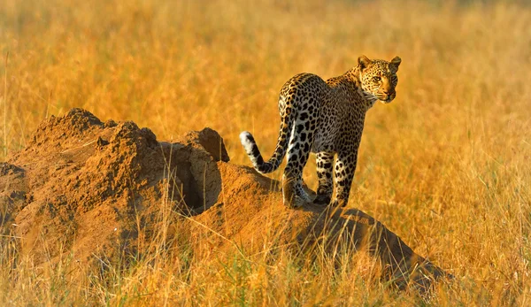 Leopardo em pé em um ninho de formigas — Fotografia de Stock