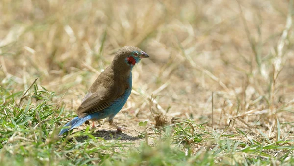 Kırmızı yanaklı Cordon-bleu — Stok fotoğraf