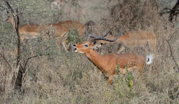 Gazelles — Photo