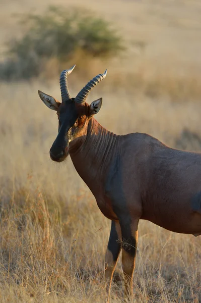 Topi in afrika — Stockfoto